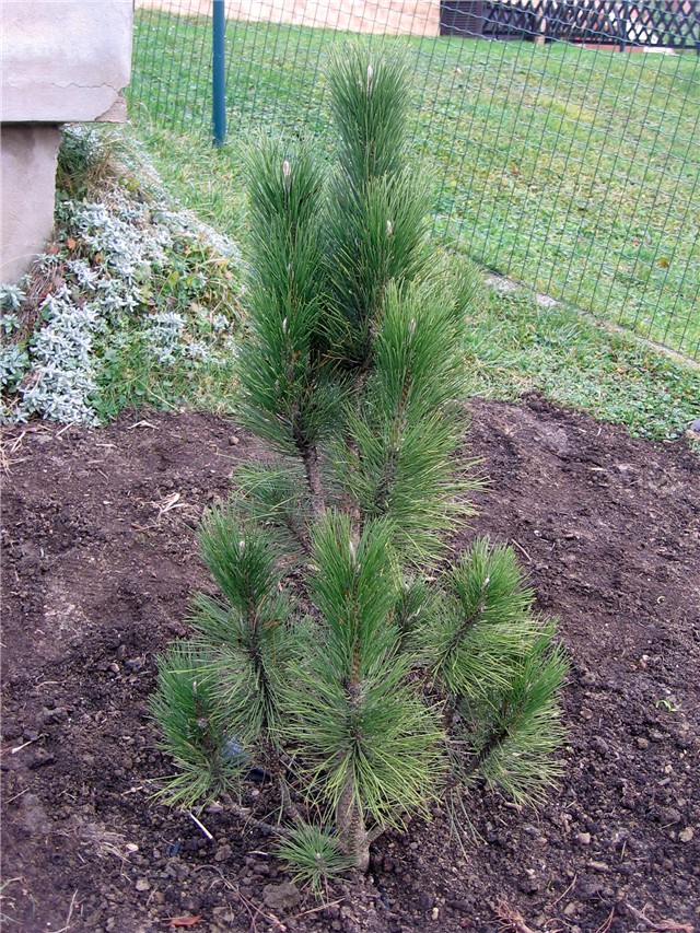 Pinus nigra fastigiata